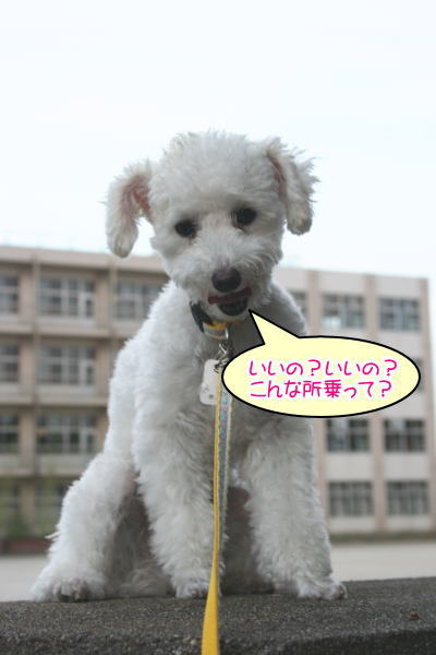 トイプードルホワイト成犬メス画像