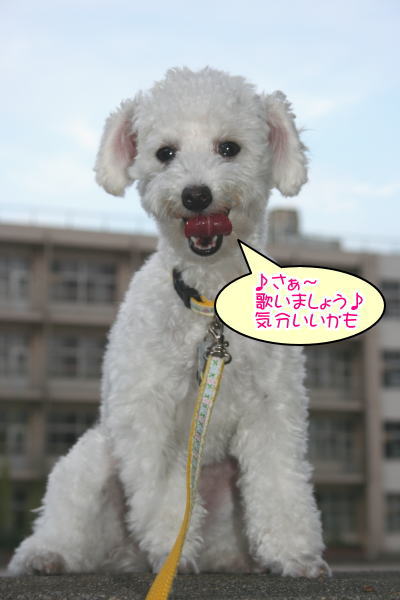 トイプードルホワイト成犬メス画像