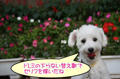 トイプードルホワイト成犬メス画像