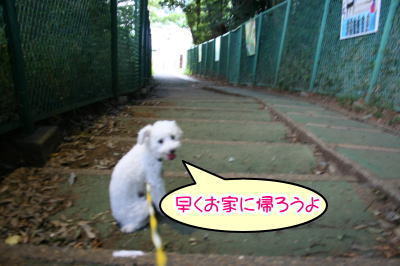 トイプードルホワイト成犬メス画像