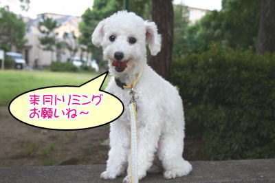 トイプードルホワイト成犬メス画像
