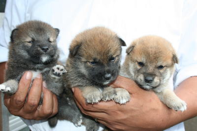 柴犬赤の子犬オス、生後4週間画像