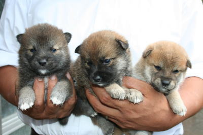 柴犬赤の子犬オス、生後4週間画像
