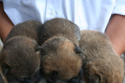 柴犬赤の子犬オス、生後4週間画像