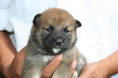 柴犬赤の子犬メス、生後4週間画像