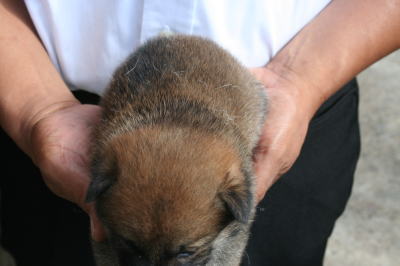 柴犬赤の子犬メス、生後4週間画像