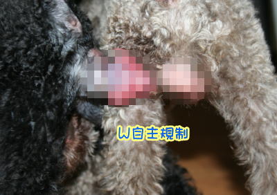 トイプードルブラック(黒色)の交配、AMCHブラウンゴディ画像