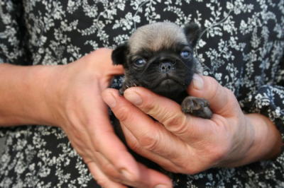 パグフォーンの子犬メス、生後3週間画像