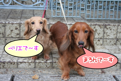 ミニチュアダックスレッドとクリーム成犬、ペットホテルお預かり画像