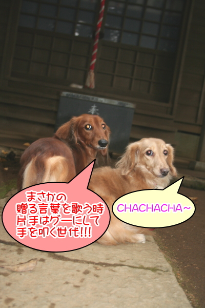 ミニチュアダックスレッドとクリーム成犬、ペットホテルお預かり画像
