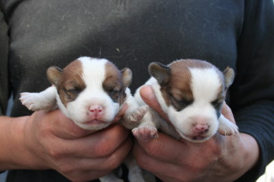 ジャックラッセルテリアの子犬オス、生後2週間画像