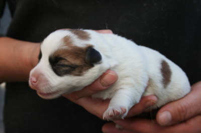 ジャックラッセルテリアの子犬メス、生後2週間画像