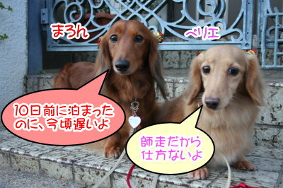 ミニチュアダックスレッドとクリーム成犬、ペットホテルお預かり画像