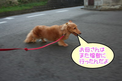 ミニチュアダックスレッドとクリーム成犬、ペットホテルお預かり画像