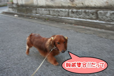 ミニチュアダックスレッドとクリーム成犬、ペットホテルお預かり画像