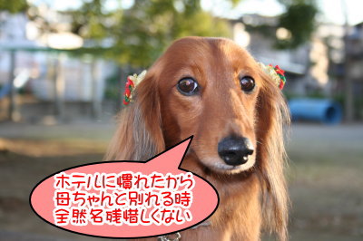 ミニチュアダックスレッドとクリーム成犬、ペットホテルお預かり画像