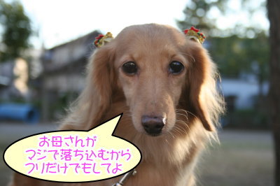 ミニチュアダックスレッドとクリーム成犬、ペットホテルお預かり画像