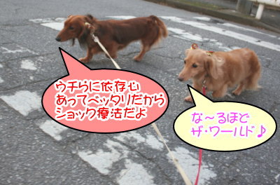 ミニチュアダックスレッドとクリーム成犬、ペットホテルお預かり画像