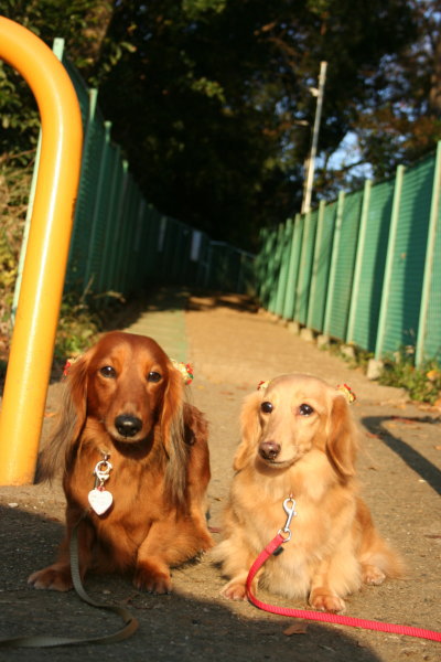 ミニチュアダックスレッドとクリーム成犬、ペットホテルお預かり画像