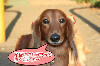 ミニチュアダックスレッドとクリーム成犬、ペットホテルお預かり画像
