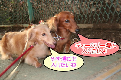 ミニチュアダックスレッドとクリーム成犬、ペットホテルお預かり画像