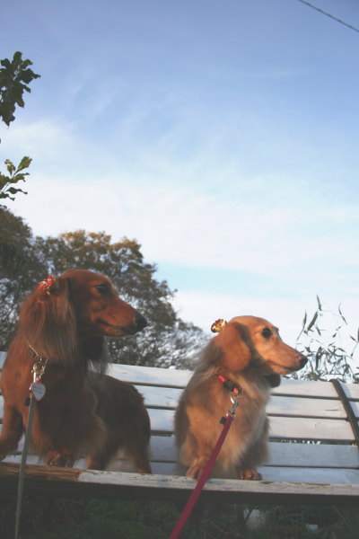 ミニチュアダックスレッドとクリーム成犬、ペットホテルお預かり画像