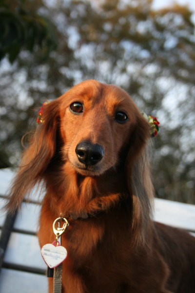 ミニチュアダックスレッドとクリーム成犬、ペットホテルお預かり画像