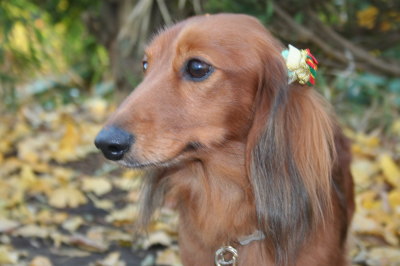 ミニチュアダックスレッドとクリーム成犬、ペットホテルお預かり画像