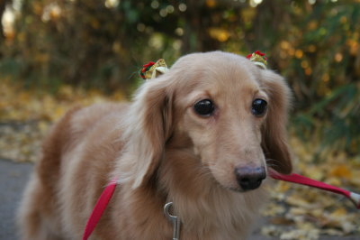 ミニチュアダックスレッドとクリーム成犬、ペットホテルお預かり画像