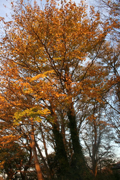 紅葉画像