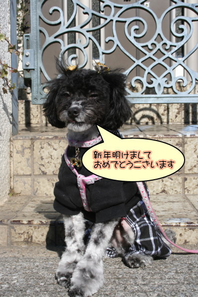 トイプードル白黒パーティー成犬画像