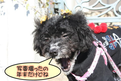 トイプードル白黒パーティー成犬画像