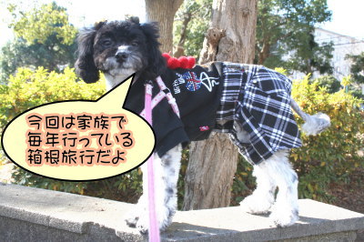 トイプードル白黒パーティー成犬画像