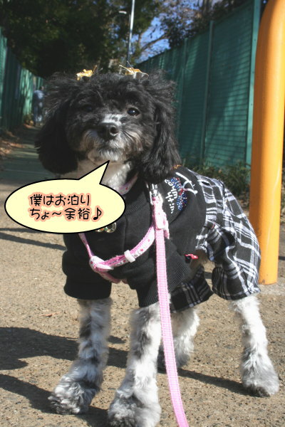 トイプードル白黒パーティー成犬画像