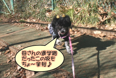 トイプードル白黒パーティー成犬画像