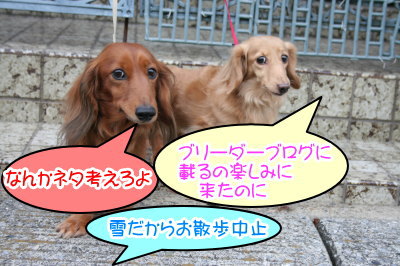 ミニチュアダックスレッドとクリーム成犬、ペットホテルお預かり画像