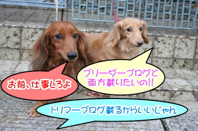 ミニチュアダックスレッドとクリーム成犬、ペットホテルお預かり画像