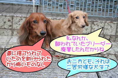 ミニチュアダックスレッドとクリーム成犬、ペットホテルお預かり画像
