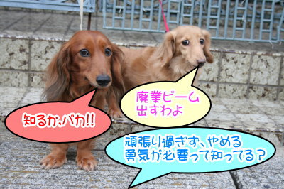 ミニチュアダックスレッドとクリーム成犬、ペットホテルお預かり画像