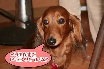 ミニチュアダックスレッドとクリーム成犬、トリミング画像
