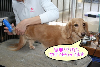 ミニチュアダックスレッドとクリーム成犬、トリミング画像