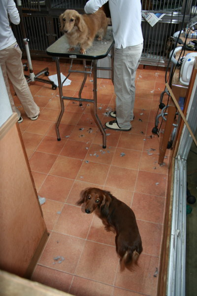 ミニチュアダックスレッドとクリーム成犬、トリミング画像