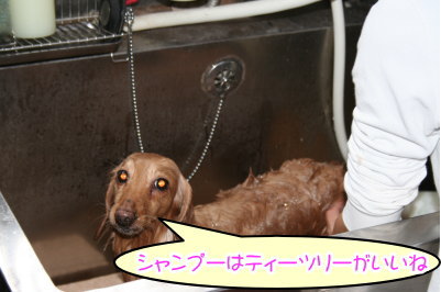 ミニチュアダックスレッドとクリーム成犬、トリミング画像