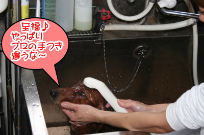 ミニチュアダックスレッドとクリーム成犬、トリミング画像
