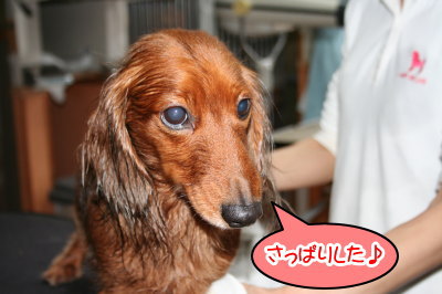 ミニチュアダックスレッドとクリーム成犬、トリミング画像