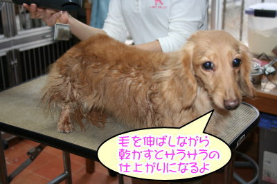 ミニチュアダックスレッドとクリーム成犬、トリミング画像