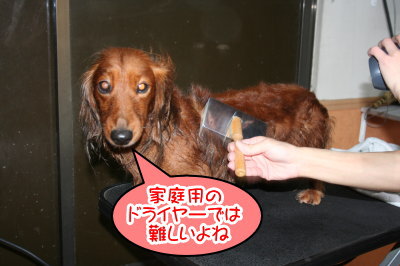 ミニチュアダックスレッドとクリーム成犬、トリミング画像