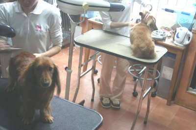 ミニチュアダックスレッドとクリーム成犬、トリミング画像