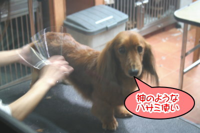 ミニチュアダックスレッドとクリーム成犬、トリミング画像