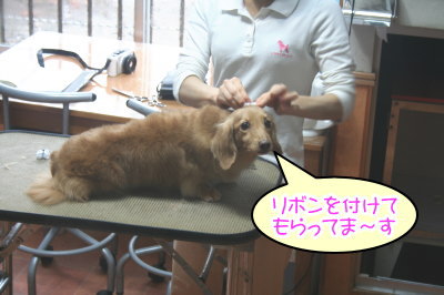 ミニチュアダックスレッドとクリーム成犬、トリミング画像